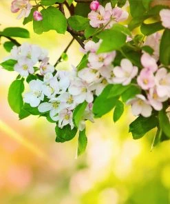 Brighter Blooms Apples Trees Mutsu Apple Tree 9 Brighter Blooms Apples Trees Mutsu Apple Tree