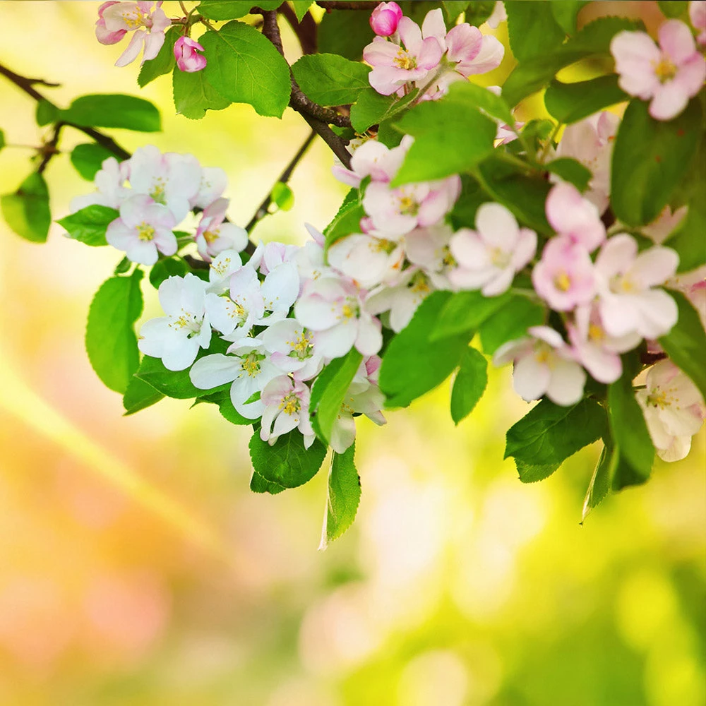 Brighter Blooms Apples Trees Mutsu Apple Tree 5 Brighter Blooms Apples Trees Mutsu Apple Tree