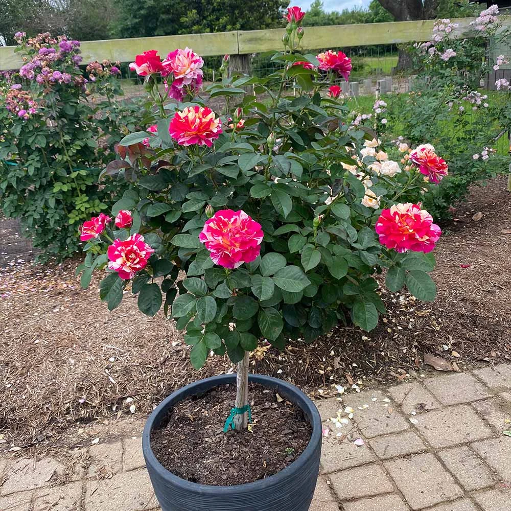 Brighter Blooms Maurice Utrillo™ Rose Tree 3 Brighter Blooms Maurice Utrillo™ Rose Tree
