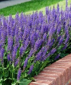 Brighter Blooms May Night Salvia Plant Shrubs & Hedges 6 Brighter Blooms May Night Salvia Plant Shrubs & Hedges