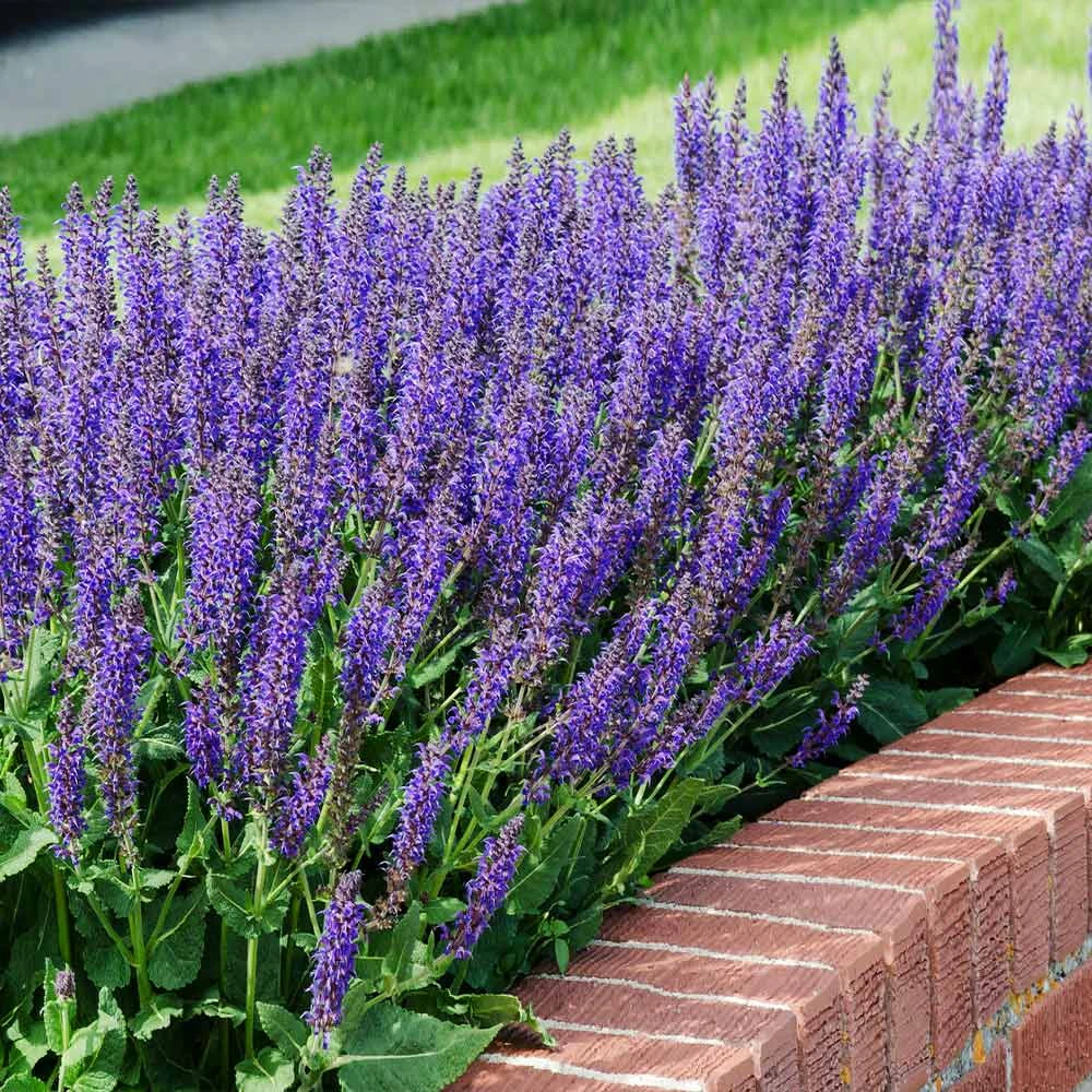 Brighter Blooms May Night Salvia Plant Shrubs & Hedges 3 Brighter Blooms May Night Salvia Plant Shrubs & Hedges