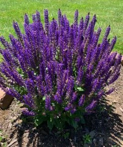 Brighter Blooms May Night Salvia Plant Shrubs & Hedges 7 Brighter Blooms May Night Salvia Plant Shrubs & Hedges