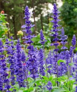 Brighter Blooms May Night Salvia Plant Shrubs & Hedges