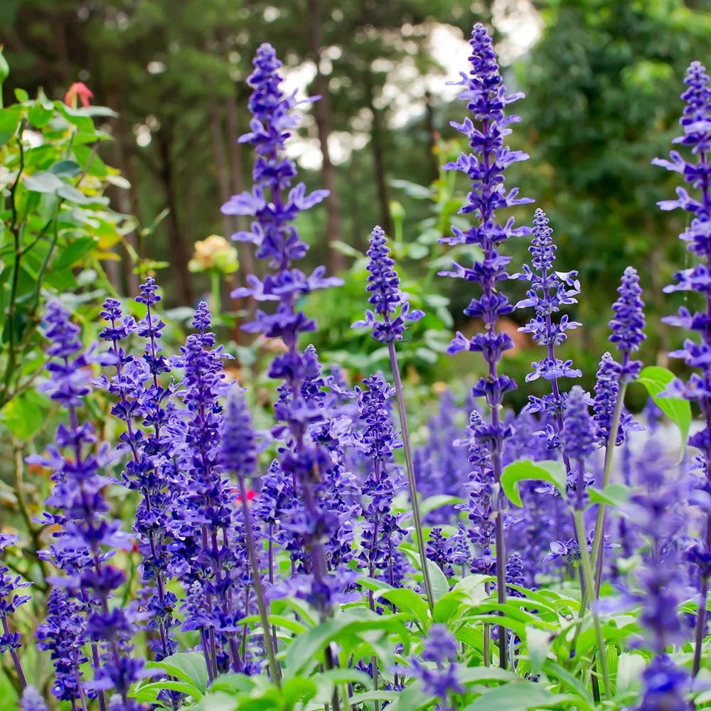 Brighter Blooms May Night Salvia Plant Shrubs & Hedges 2 Brighter Blooms May Night Salvia Plant Shrubs & Hedges