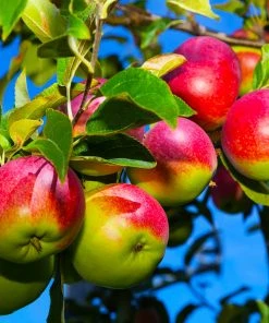 Brighter Blooms McIntosh Apple Tree