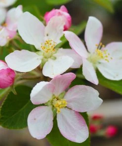 Brighter Blooms McIntosh Apple Tree 9 Brighter Blooms McIntosh Apple Tree