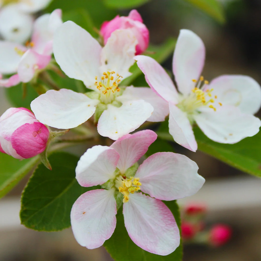 Brighter Blooms McIntosh Apple Tree 5 Brighter Blooms McIntosh Apple Tree