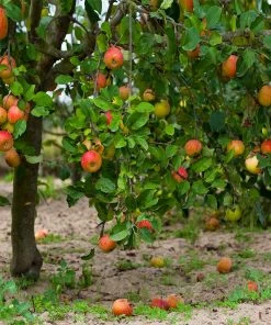 Brighter Blooms McIntosh Apple Tree 7 Brighter Blooms McIntosh Apple Tree