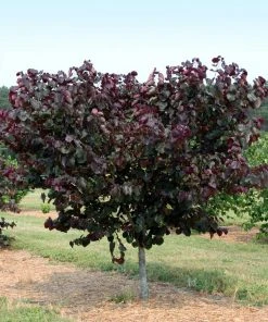 Brighter Blooms Merlot Redbud Tree