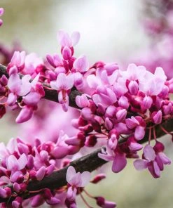 Brighter Blooms Merlot Redbud Tree 7 Brighter Blooms Merlot Redbud Tree