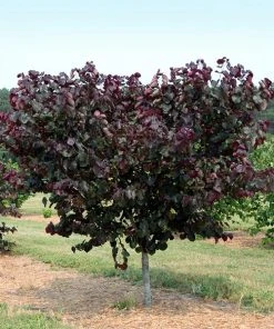 Brighter Blooms Merlot Redbud Tree
