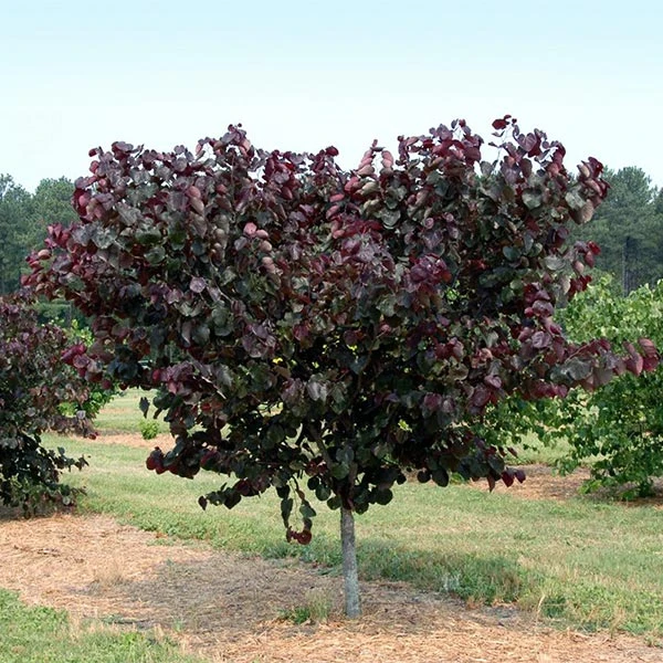 Brighter Blooms Merlot Redbud Tree 1 Brighter Blooms Merlot Redbud Tree