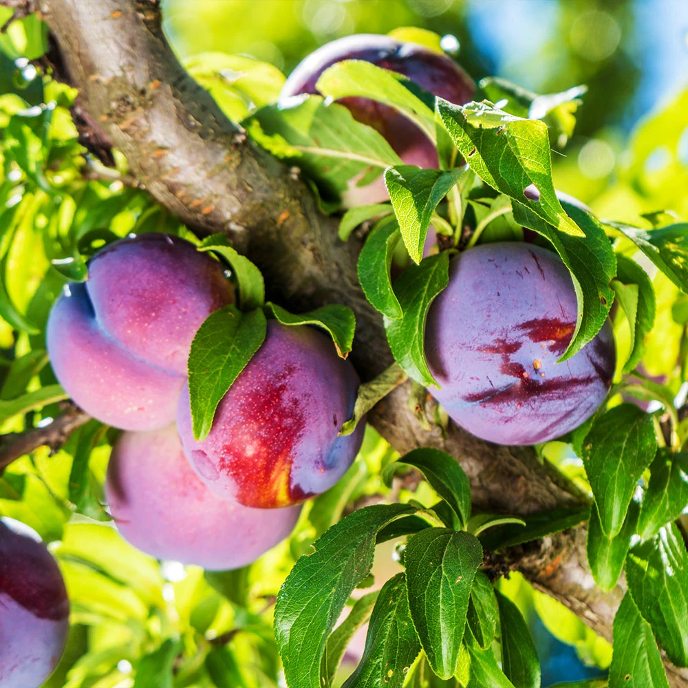 Brighter Blooms Fruit Trees Methley Plum Tree 2 Brighter Blooms Fruit Trees Methley Plum Tree