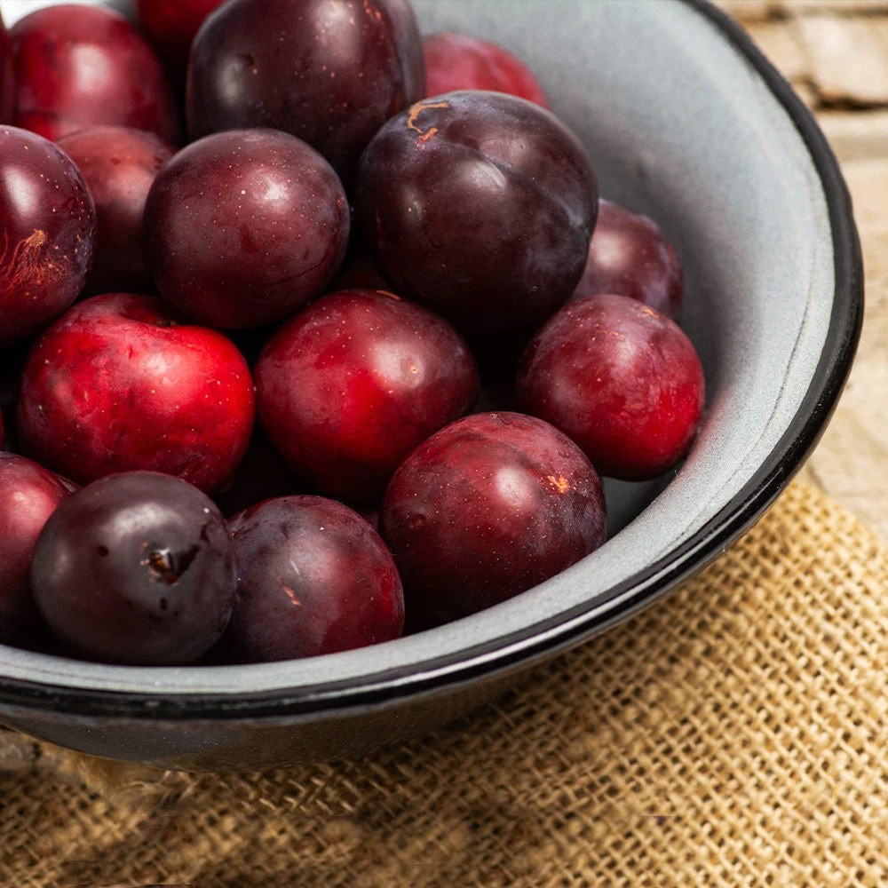 Brighter Blooms Fruit Trees Methley Plum Tree 3 Brighter Blooms Fruit Trees Methley Plum Tree