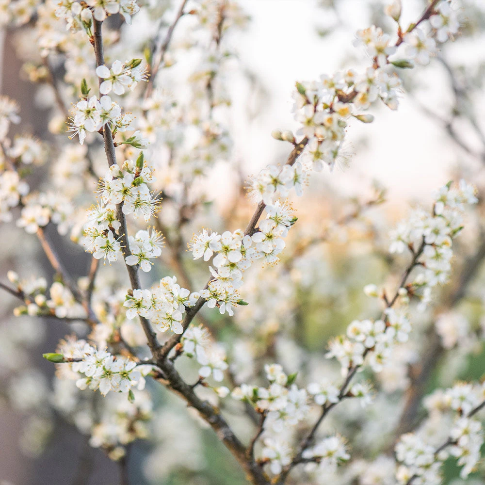 Brighter Blooms Fruit Trees Methley Plum Tree 6 Brighter Blooms Fruit Trees Methley Plum Tree