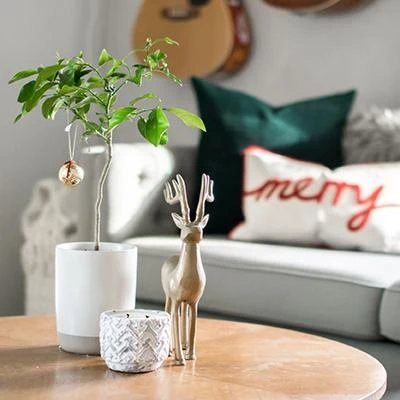 Brighter Blooms Meyer Lemon Gift Tree Fruit Trees 2 Brighter Blooms Meyer Lemon Gift Tree Fruit Trees