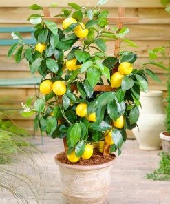 Brighter Blooms Meyer Lemon Bush House & Patio