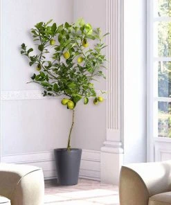 Brighter Blooms Meyer Lemon Tree 8 Brighter Blooms Meyer Lemon Tree