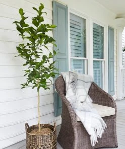 Brighter Blooms Fruit Trees Meyer Lemon Tree 16 Brighter Blooms Fruit Trees Meyer Lemon Tree