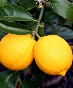 Brighter Blooms Meyer Lemon Tree 9 Brighter Blooms Meyer Lemon Tree