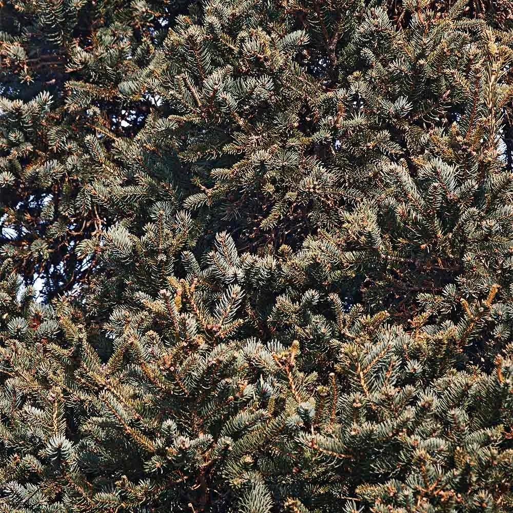 Brighter Blooms Meyer Spruce Tree 3 Brighter Blooms Meyer Spruce Tree