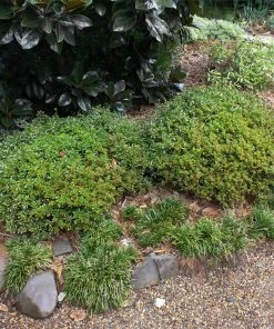 Brighter Blooms Shrubs & Hedges Micron® Holly Shrub 6 Brighter Blooms Shrubs & Hedges Micron® Holly Shrub