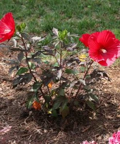 Brighter Blooms Midnight Marvel Hardy Hibiscus 9 Brighter Blooms Midnight Marvel Hardy Hibiscus