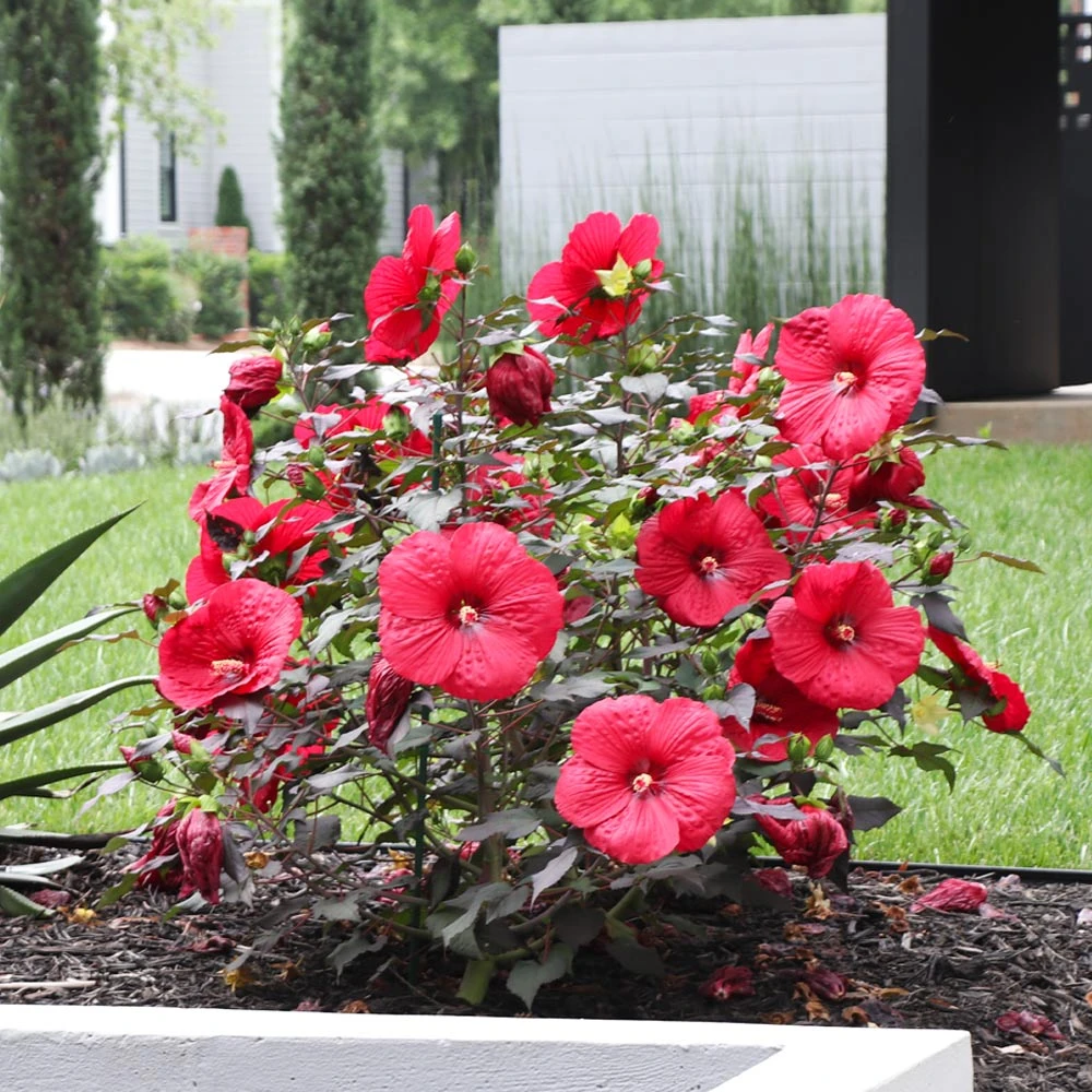 Brighter Blooms Midnight Marvel Hardy Hibiscus 4 Brighter Blooms Midnight Marvel Hardy Hibiscus