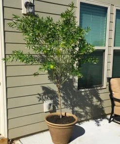 Brighter Blooms White Milkweed Tree 8 Brighter Blooms White Milkweed Tree