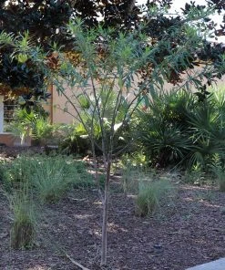 Brighter Blooms White Milkweed Tree 11 Brighter Blooms White Milkweed Tree