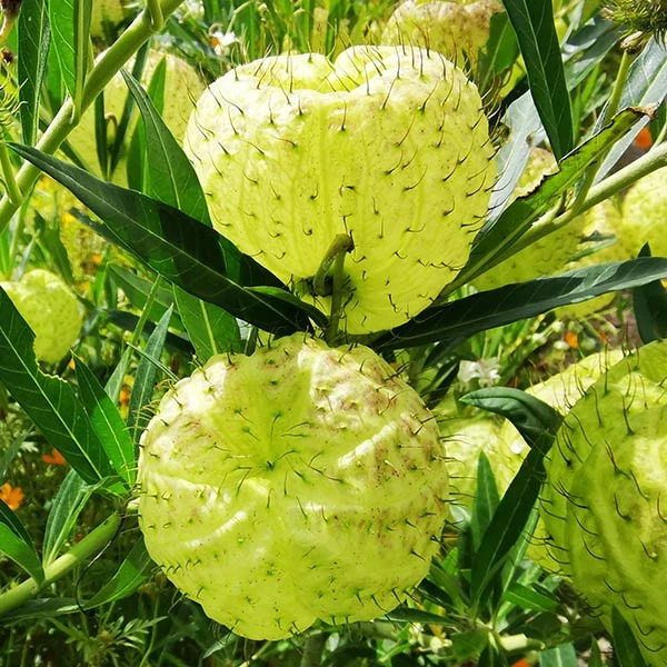 Brighter Blooms White Milkweed Tree 1 Brighter Blooms White Milkweed Tree