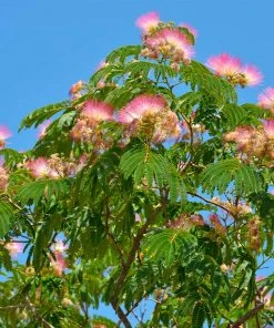 Brighter Blooms Flowering Trees Mimosa Silk Tree