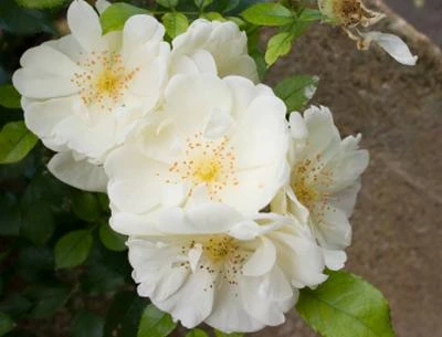 Brighter Blooms Shrubs & Hedges Mine No Yuki Camellia Shrub 2 Brighter Blooms Shrubs & Hedges Mine No Yuki Camellia Shrub