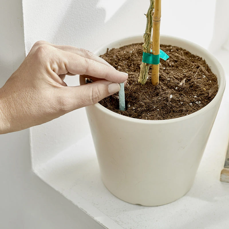 Brighter Blooms Fertilizers & Soil Additives MiracleGro - Houseplant Spikes 3 Brighter Blooms Fertilizers & Soil Additives MiracleGro - Houseplant Spikes