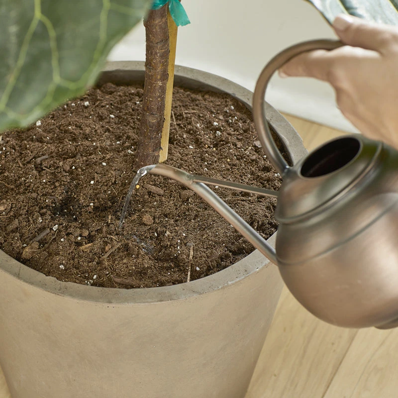 Brighter Blooms Fertilizers & Soil Additives MiracleGro - Houseplant Spikes 8 Brighter Blooms Fertilizers & Soil Additives MiracleGro - Houseplant Spikes