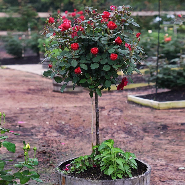 Brighter Blooms Miracle On The Hudson™ Rose Tree 2 Brighter Blooms Miracle On The Hudson™ Rose Tree
