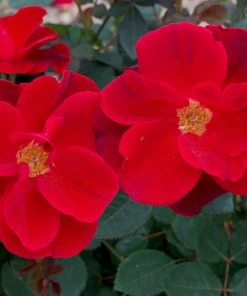 Brighter Blooms Roses Miracle On The Hudsonâ„¢ Rose