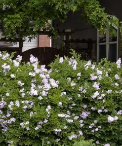 Brighter Blooms Miss Kim Lilac Shrub 6 Brighter Blooms Miss Kim Lilac Shrub