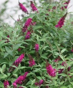 Brighter Blooms Shrubs & Hedges Miss Molly Butterfly Bush 8 Brighter Blooms Shrubs & Hedges Miss Molly Butterfly Bush