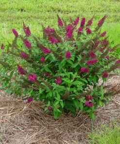 Brighter Blooms Shrubs & Hedges Miss Molly Butterfly Bush 7 Brighter Blooms Shrubs & Hedges Miss Molly Butterfly Bush