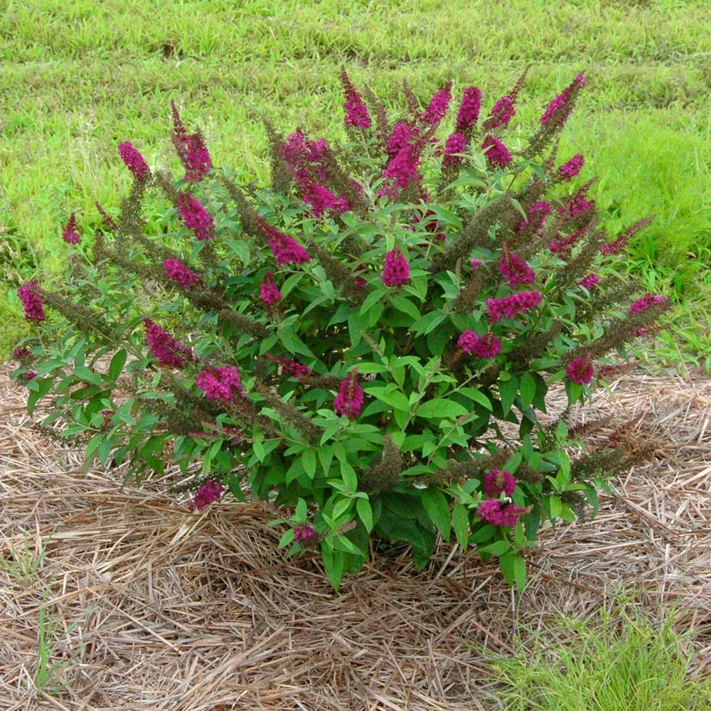 Brighter Blooms Shrubs & Hedges Miss Molly Butterfly Bush 3 Brighter Blooms Shrubs & Hedges Miss Molly Butterfly Bush