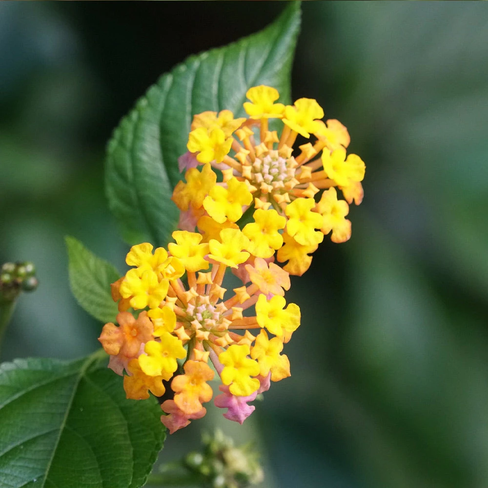 Brighter Blooms Miss Huff Lantana 2 Brighter Blooms Miss Huff Lantana