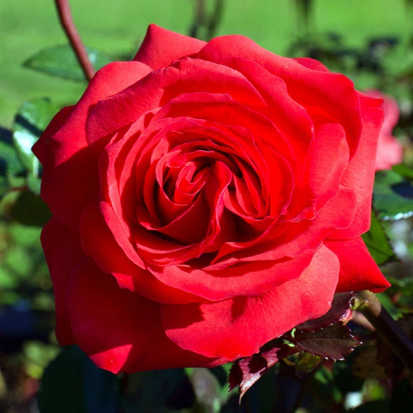 Brighter Blooms Roses Mister Lincoln Rose 1 Brighter Blooms Roses Mister Lincoln Rose