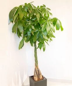 Brighter Blooms SHOP ALL Money Tree