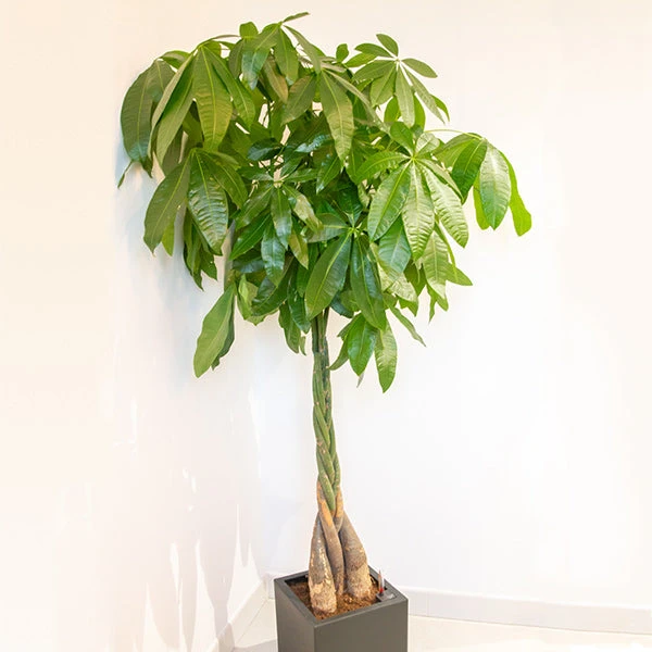 Brighter Blooms SHOP ALL Money Tree 1 Brighter Blooms SHOP ALL Money Tree