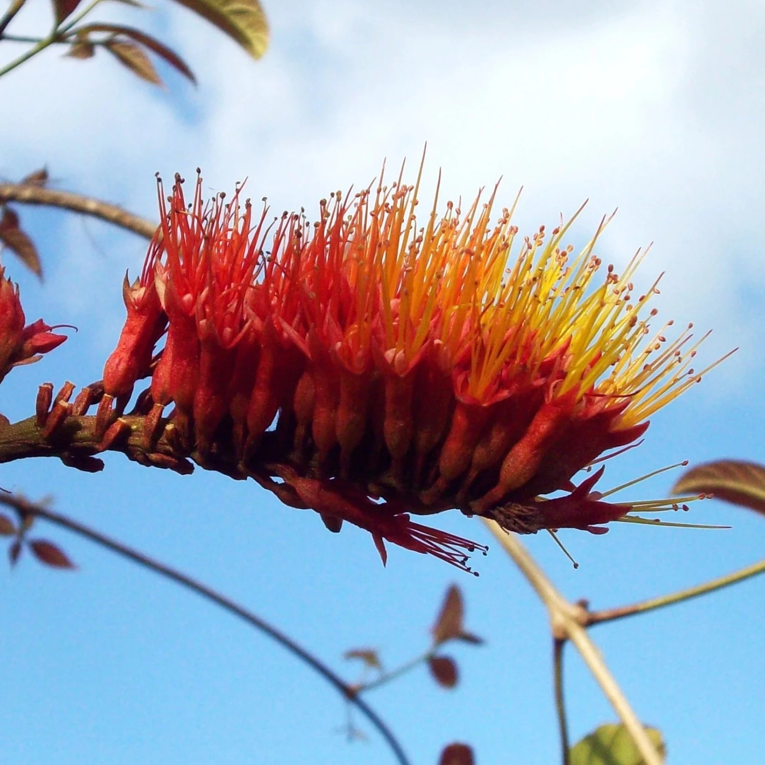 Brighter Blooms Shrubs & Hedges Monkey's Brush Plant 1 Brighter Blooms Shrubs & Hedges Monkey's Brush Plant