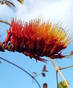 Brighter Blooms Shrubs & Hedges Monkey's Brush Plant