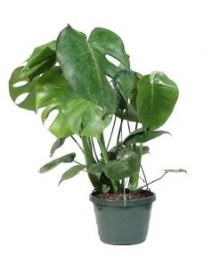 Brighter Blooms House & Patio Monstera (Swiss Cheese Plant) 22 Brighter Blooms House & Patio Monstera (Swiss Cheese Plant)