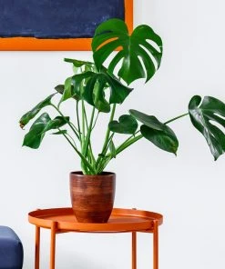 Brighter Blooms Monstera Deliciosa And Fiddle Leaf Fig Combo House & Patio 7 Brighter Blooms Monstera Deliciosa And Fiddle Leaf Fig Combo House & Patio