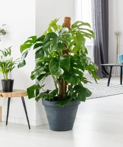 Brighter Blooms House & Patio Monstera (Swiss Cheese Plant) 15 Brighter Blooms House & Patio Monstera (Swiss Cheese Plant)